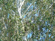 Eastern imperial eagle nest